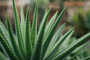 Fototapeta premium Detailed view of a vibrant aloe vera plant thriving in a backyard garden, suitable for herbal use