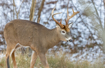 White-tailed deer buck