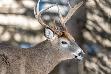 White-tailed deer buck