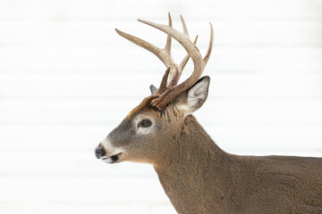 White-tailed deer buck