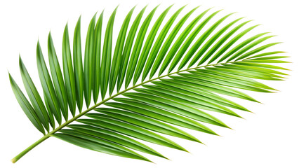 Obraz premium Lush green palm leaf isolated on transparent background, showcasing its intricate texture and vibrant color in a tropical botanical setting