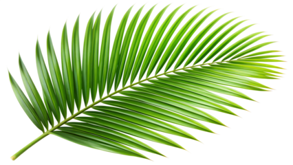 Lush green palm leaf isolated on transparent background, showcasing its intricate texture and vibrant color in a tropical botanical setting