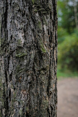 bark of a tree