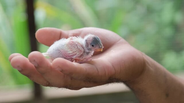 A cute newborn parrot budgerigar rests on the hand of a male in a tropical setting, showing the tenderness of caring for a young bird in its natural habitat, slow motion
