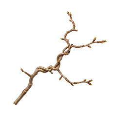 Fototapeta premium Twisted, brown, dormant bare twig branch with small budding tips, isolated on white and transparent background for nature, winter, and decor concepts