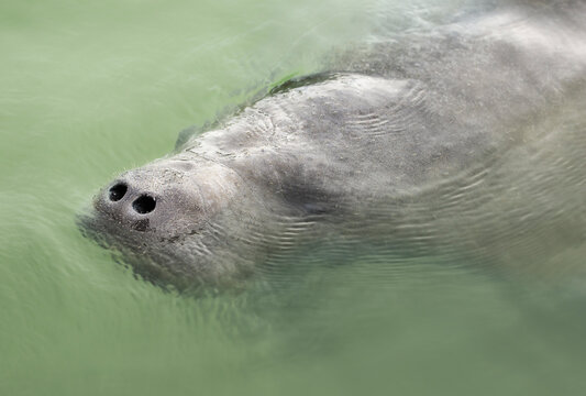 Close-up of a West Indian Manatee (Trichechus manatus) taking a breath of air at the water surface, Sarasota, Florida, USA