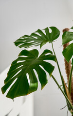 Vertical shot of a giant monstera against a white wall in an apartment interior, close-up of liana leaves in the sun, home space design concept with a green plant corner