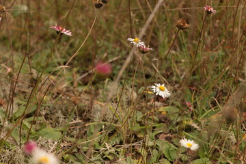 Mountain Flower Daisy