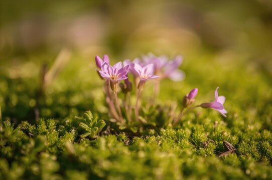 Detailed view of blooming mossy saxifrage flowers in a May garden