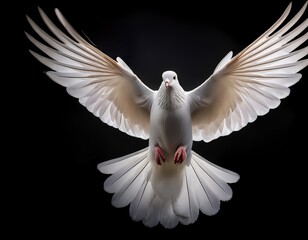 Majestic White Dove Soaring Against Black Backdrop: Symbol of Peace, Freedom, and Graceful Flight with Wings Fully Extended