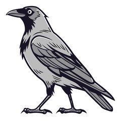 Gray bird standing black white