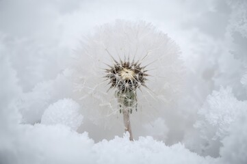 Frost crystals coating dandelion seeds