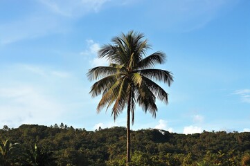 Fototapeta premium Palm tree silhouetted by a clear azure sky