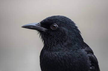 Detailed View of a Dark-feathered Bird