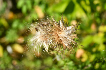 Spear Thistle Seed Head