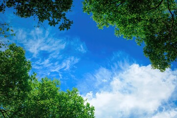 Obraz premium Vivid Azure Sky Over Forest