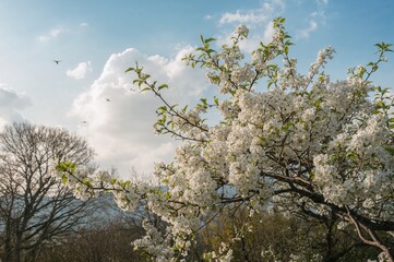 Springtime Bloom of a Chinese Pear Tree