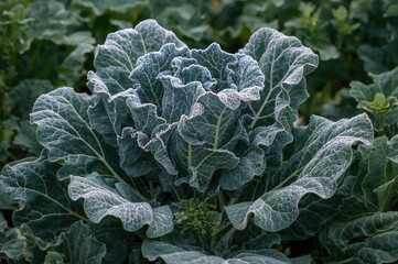 Fresh Chinese kale growing in a backyard garden during winter, isolated on a natural background with green leaves and white highlights