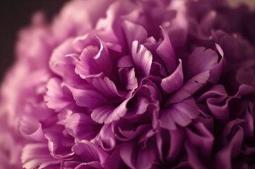 Close-up shot of a bouquet featuring vibrant purple carnations. Florist shop theme with focused detail.