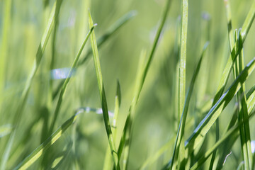 Vibrant Green Grass Close-Up