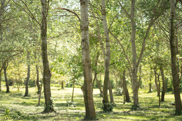 Sun-Dappled Grove in Early Spring