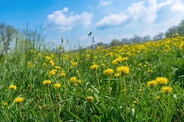 Vibrant yellow dandelions blooming in rich green meadows during spring