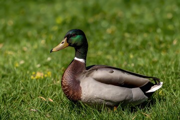 Close-up of a female wild duck resting on lush green grass during a bright summer day