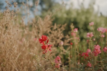 Out-of-focus dry blossoms in a seasonal setting with vibrant garden colors