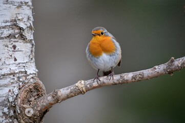 Fototapeta premium Vibrant orange-chested bird sitting on a peeling birch limb.