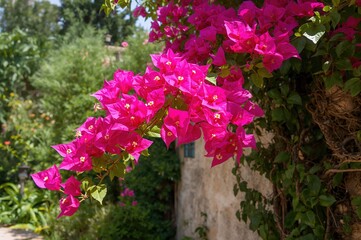 Vibrant pink Bougainvillea in a coastal garden setting