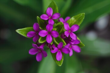 Fototapeta premium Close-up view from above of vibrant purple or magenta Curcuma alismatifolia blossoms with lush green foliage.