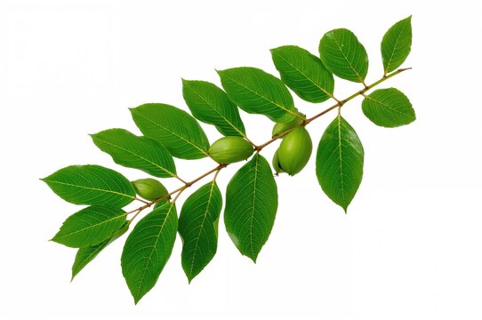 Green leaves and immature fruits on a walnut tree branch against a white backdrop