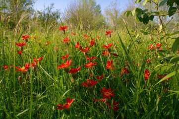 Vivid crimson blossoms amidst the greenery. Natural setting. End of bloom period.
