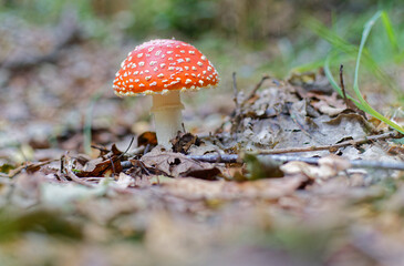 gros plan sur des champignons amanite phaloides