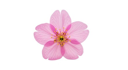 Obraz premium Single pink cherry blossom flower on isolated on white background