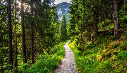 Naklejka premium Forest path winding through tall trees