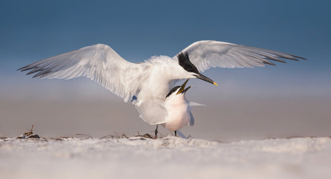 Close-up front view of two Sandwich Terns us sandvicensis) mating on a sandy beach, Florida, USA