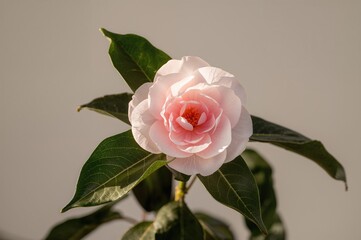Fototapeta premium Bloom of the Camellia Flower