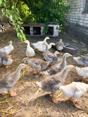 A flock of goslings walking around a yard near a feeding trough. The outdoor scene captures the natural movement of young birds exploring their environment and feeding from a communal feeder.
