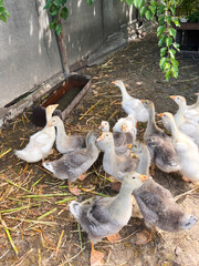 A flock of goslings walking around a yard near a feeding trough. The outdoor scene captures the natural movement of young birds exploring their environment and feeding from a communal feeder.