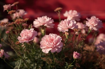 Obraz premium Green foliage accompanied by carnation blooms