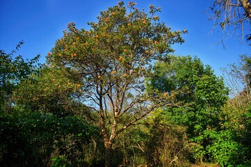 Fototapeta premium Butea frondosa against a clear blue sky