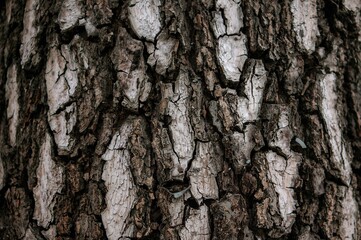 Fototapeta premium Detailed view of dry, cracked bark texture on a tropical tree