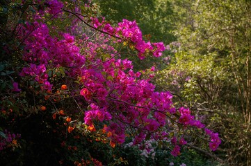 Obraz premium Bougainvillea: A genus of spiny ornamental plants including vines, shrubs, and trees in the Nyctaginaceae family