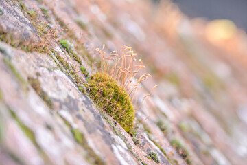 Macro close-up of green moss with delicate golden sporophytes growing on a textured, rustic stone surface
