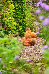 Two brown chickens rest on a gravel garden path, framed by lush green foliage and soft-focus purple flowers.
