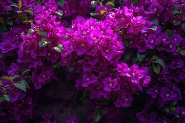 Obraz premium Lush green foliage adorned with vivid purple bougainvillea blossoms, elegantly flowing in full splendor.