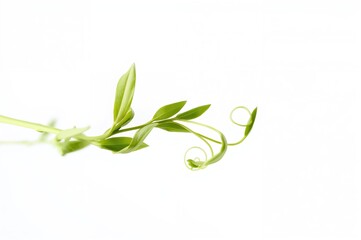 Detailed view of a green gram plant stem against a white backdrop