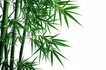 Naklejka premium Isolated bamboo stalks against a plain background. Bamboo sprouts accompanied by leaves for decorative use.