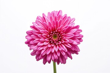 The Chrysanthemum is a beloved flower known for its beauty and vibrant colors, often appreciated for its unique fragrance that enhances many settings.